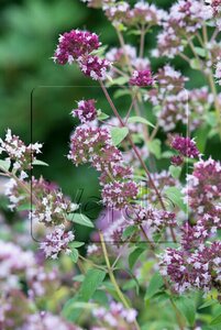 Origanum vulgare C2 - afbeelding 2