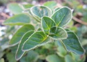 Origanum vulgare C2 - afbeelding 3