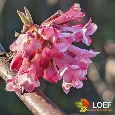 Viburnum bodnantense 'Dawn' 125/150 KL. - afbeelding 1