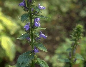 Lobelia siphilitica P9