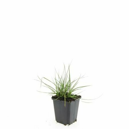 Pennisetum alopecuroides 'Little Bunny' C1.5 - afbeelding 2