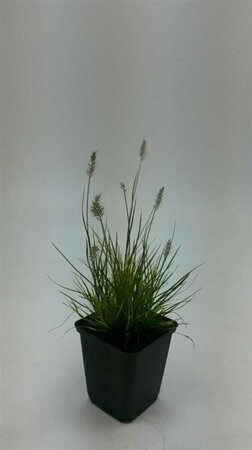 Pennisetum alopecuroides 'Little Bunny' C1.5 - afbeelding 3