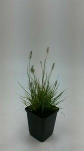 Pennisetum alopecuroides 'Little Bunny' C1.5 - afbeelding 3
