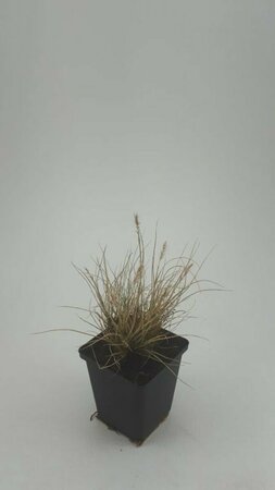 Pennisetum alopecuroides 'Little Bunny' C1.5 - afbeelding 4