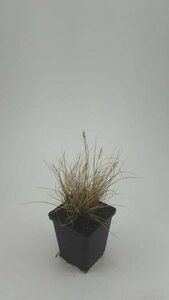 Pennisetum alopecuroides 'Little Bunny' C1.5 - afbeelding 4