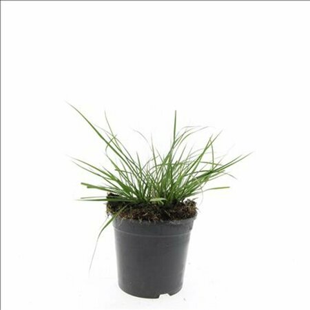 Pennisetum alopecuroides 'Little Bunny' C1.5 - afbeelding 15