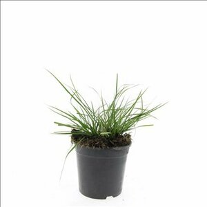 Pennisetum alopecuroides 'Little Bunny' C1.5 - afbeelding 15
