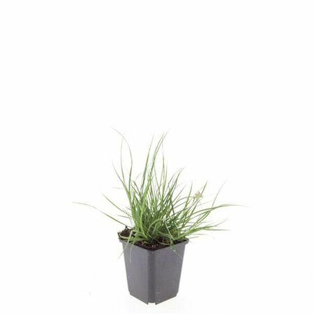 Pennisetum alopecuroides 'Little Bunny' C1.5 - afbeelding 23