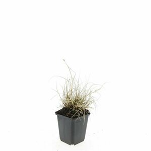 Pennisetum alopecuroides 'Little Bunny' C1.5 - afbeelding 24