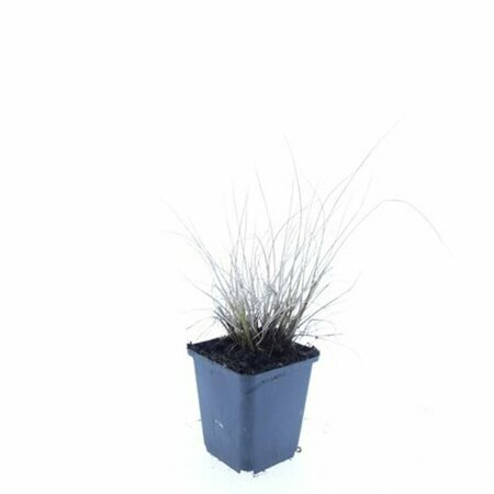 Pennisetum alopecuroides 'Little Bunny' C1.5 - afbeelding 5