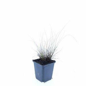 Pennisetum alopecuroides 'Little Bunny' C1.5 - afbeelding 5