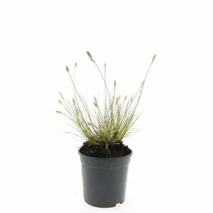 Pennisetum alopecuroides 'Little Bunny' C1.5 - afbeelding 19