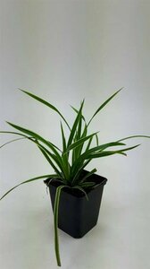 Skimmia japonica 'Rubella' 20/25 C. - afbeelding 6