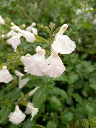 Salvia micr. 'Gletsjer' P9 - afbeelding 2