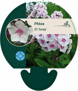 Phlox paniculata 'Europa' P9