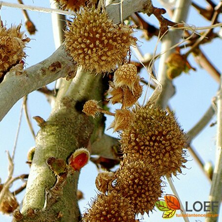 Platanus orientalis 'Minaret' 16-18 C.