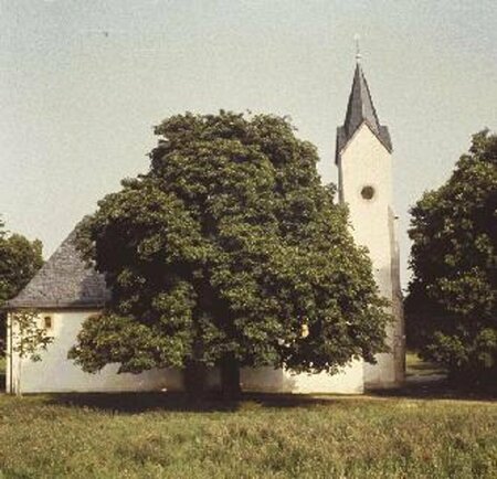 Aesculus hippocastanum 14-16 C. - afbeelding 2