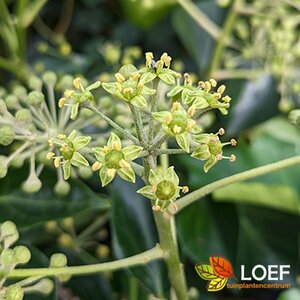 Hedera helix 'Arborescens' 40/50 C. - afbeelding 2