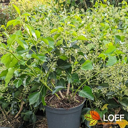 Hedera helix 'Arborescens' 40/50 C. - afbeelding 3