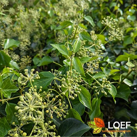 Hedera helix 'Arborescens' 40/50 C. - afbeelding 4