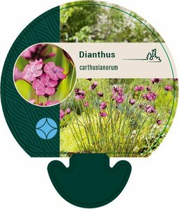 Dianthus carthusianorum P9 - afbeelding 5