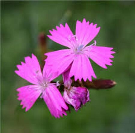 Dianthus carthusianorum P9 - afbeelding 3