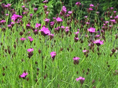 Dianthus carthusianorum P9 - afbeelding 4