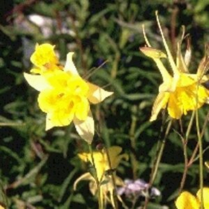 Aquilegia chrysantha 'Yellow Queen' P9