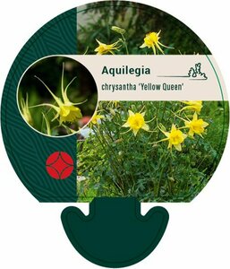 Aquilegia chrysantha 'Yellow Queen' P9 - afbeelding 3