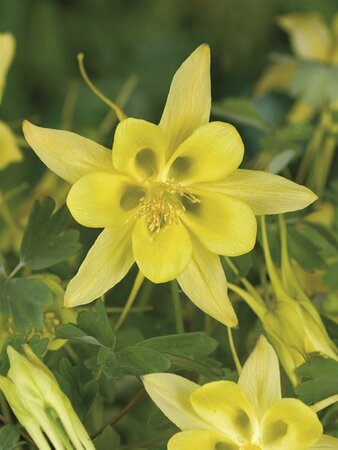 Aquilegia chrysantha 'Yellow Queen' P9 - afbeelding 2