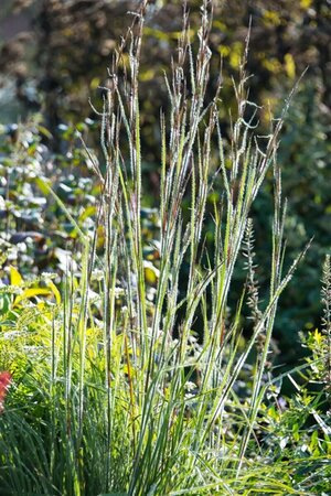 Schizachyrium scoparium 'Ha Ha Tonka' P9 - afbeelding 1