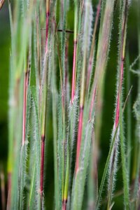 Schizachyrium scoparium 'Ha Ha Tonka' P9 - afbeelding 2