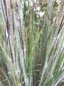 Schizachyrium scoparium 'Ha Ha Tonka' P9 - afbeelding 3