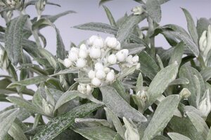 Anaphalis tripl. 'Silberregen' P9