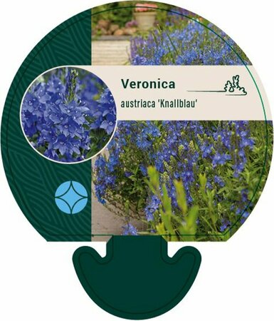 Veronica austriaca 'Knallblau' P9 - afbeelding 2