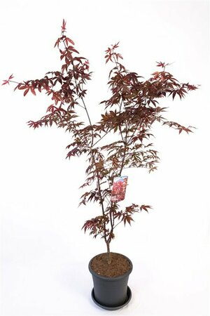 Acer palmatum 'Fireglow' 300/350 C. Solitair - afbeelding 3