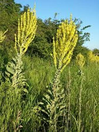 Verbascum olympicum P9 - afbeelding 2