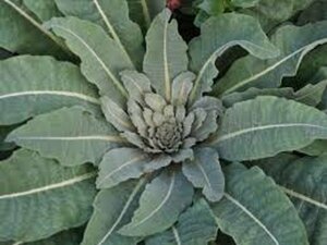 Verbascum olympicum P9 - afbeelding 3
