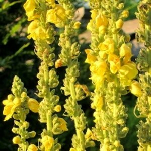 Verbascum olympicum P9 - afbeelding 4