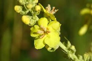 Verbascum olympicum P9 - afbeelding 5