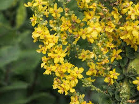 Verbascum olympicum P9 - afbeelding 7