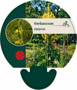 Verbascum olympicum P9