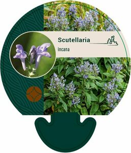 Scutellaria incana P9 - afbeelding 2