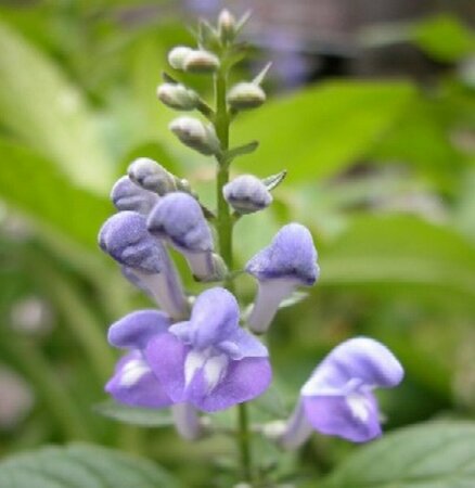 Scutellaria incana P9 - afbeelding 1