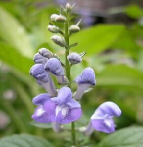 Scutellaria incana P9