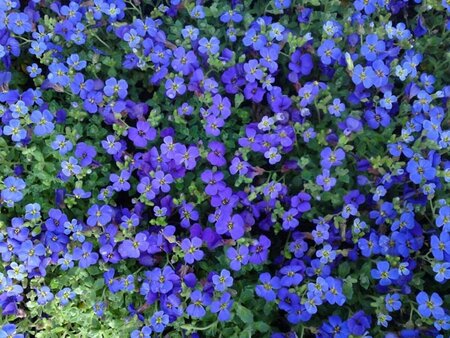 Aubrieta 'Hamburger Stadtpark' P9 - afbeelding 2