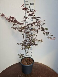 Acer palmatum 'Trompenburg' 250/275 C. - afbeelding 3