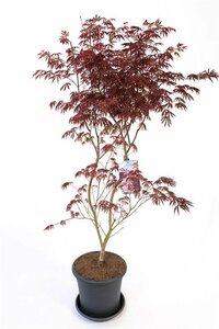 Acer palmatum 'Trompenburg' 250/275 C. - afbeelding 4