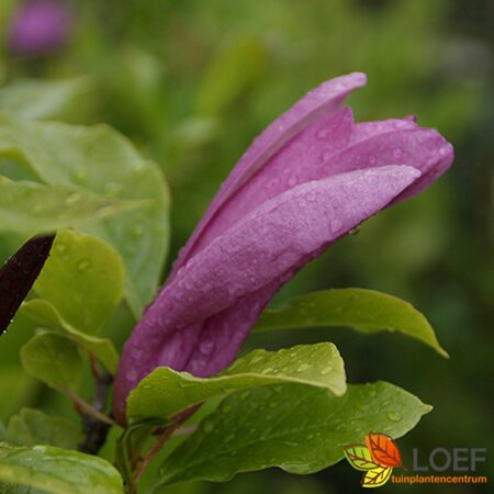 Magnolia 'Susan' 275/300 C. Solitair - afbeelding 1