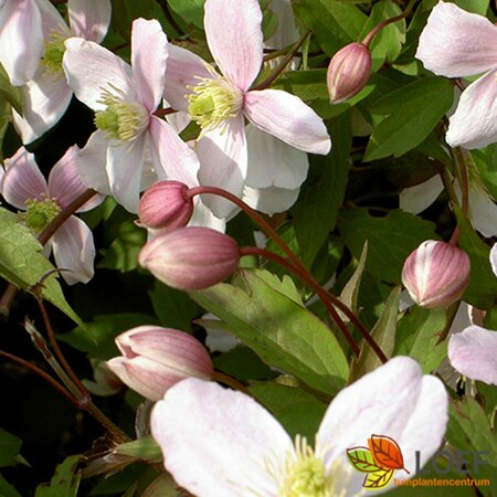 Clematis montana C2